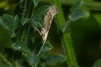 Plutella xylostella
