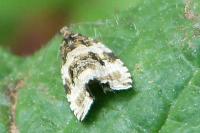Orthotaenia undulana