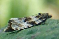 Orthotaenia undulana
