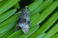 Celypha lacunana