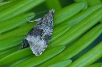 Celypha lacunana