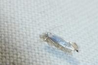 Phyllocnistis