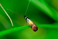 Nemophora minimella