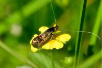 Nemophora minimella