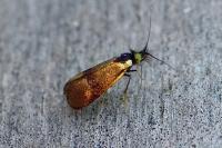 Nemophora minimella