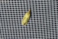 Agapeta hamana