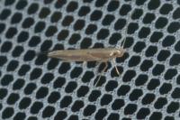 Pyroderces sarcogypsa