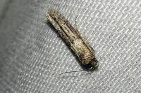 Blastobasis phycidella