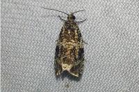 Celypha cespitana