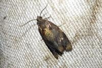 Ditula angustiorana