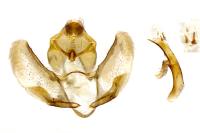 Ditula angustiorana