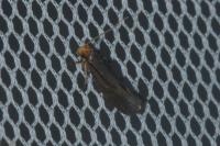 Cephimallota crassiflavella