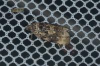 Endothenia gentianaeana