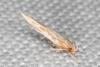 Pyroderces argyrogrammos