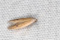 Epidola stigma