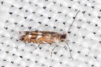 Macrosaccus robiniella