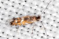 Macrosaccus robiniella
