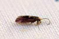Incurvaria oehlmanniella