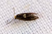 Incurvaria oehlmanniella