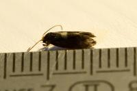 Incurvaria oehlmanniella