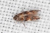Mompha miscella