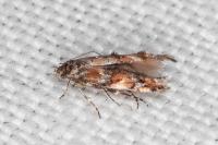 Mompha miscella