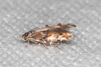Mompha miscella