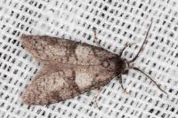 Penestoglossa dardoinella