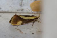 Harpella forficella