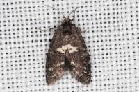 Penestoglossa gallica