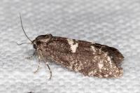 Penestoglossa gallica