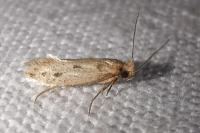 Anomalotinea liguriella