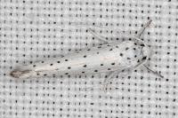 Yponomeuta rorrella