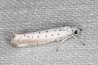 Yponomeuta rorrella