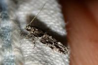 Recurvaria nanella
