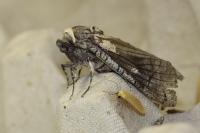 Cossus cossus