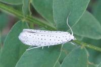 Yponomeuta evonymella