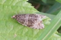Olethreutes umbrosana
