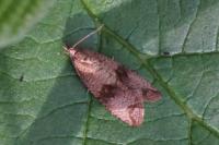 Celypha striana