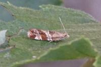 Epinotia cruciana