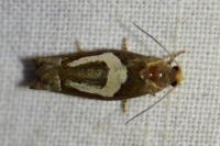 Epiblema foenella