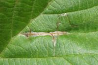 Caloptilia elongella