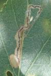 Stigmella lapponica