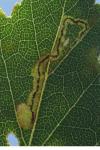Stigmella lapponica