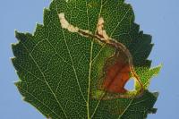 Stigmella betulicola