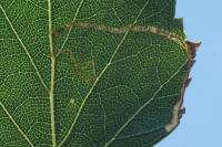 Stigmella betulicola
