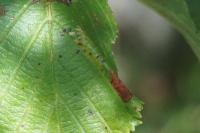 Phyllonorycter