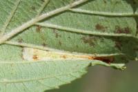Phyllonorycter