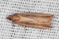 Bactra venosana
