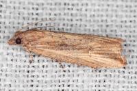 Bactra venosana